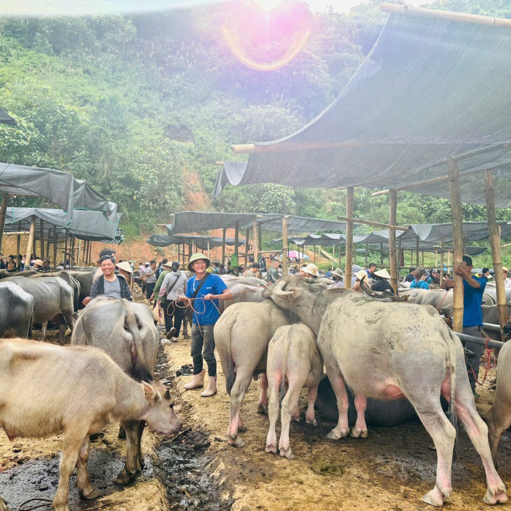 Discover Nghien Loan Buffalo Market in Ba Be National Park—one of Northern Vietnam’s biggest and most authentic ethnic livestock markets.