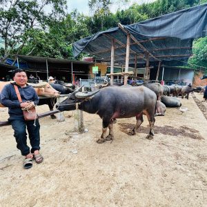 Trekking in Ba Be National Park: Best Trails, Maps & Village Walks