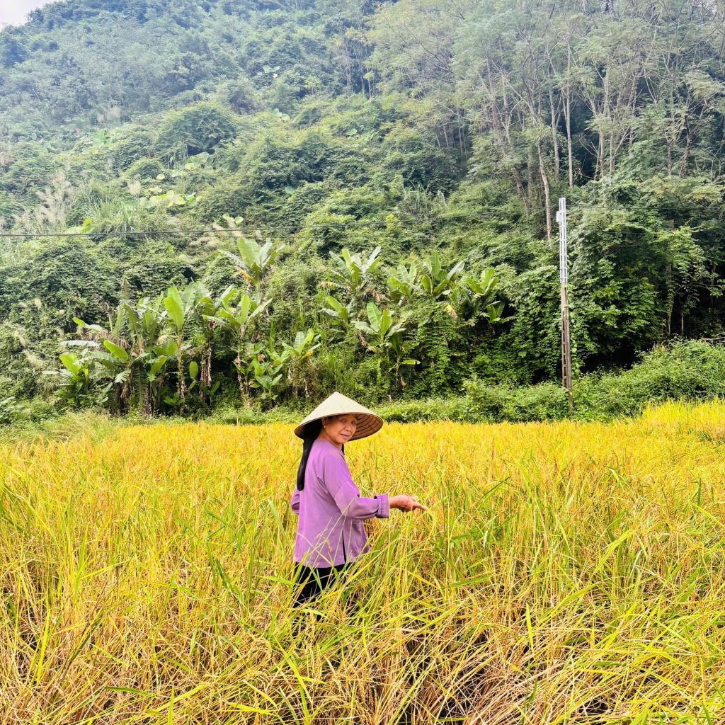 Local farmers harvesting rice in Ba Be